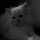 catcook1304
